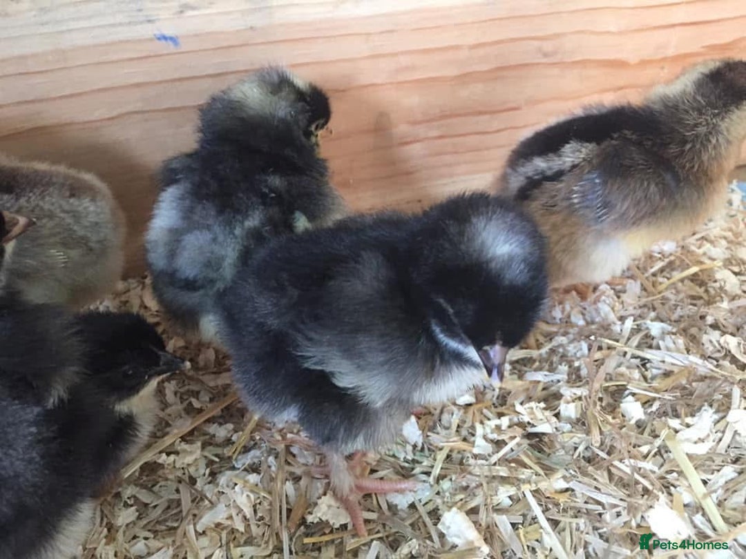 Chickens poultry for sale: Chicks for sale  - Image 1