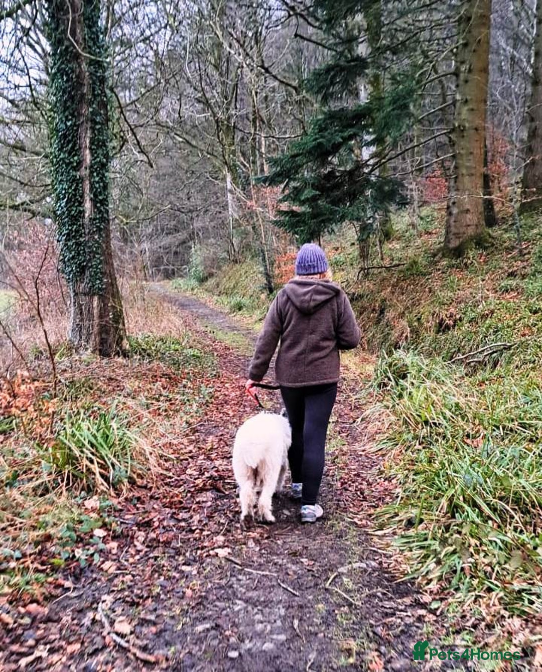 Mixed Breed dogs for adoption: 🖤MEET JOJO🖤 a Superb big Girl for a Loving Home - Advert 26
