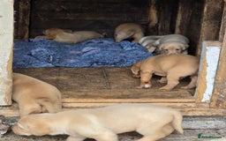 Labrador Retriever dogs for sale: Kc reg  yellow lab puppies 🐶  - Image 5