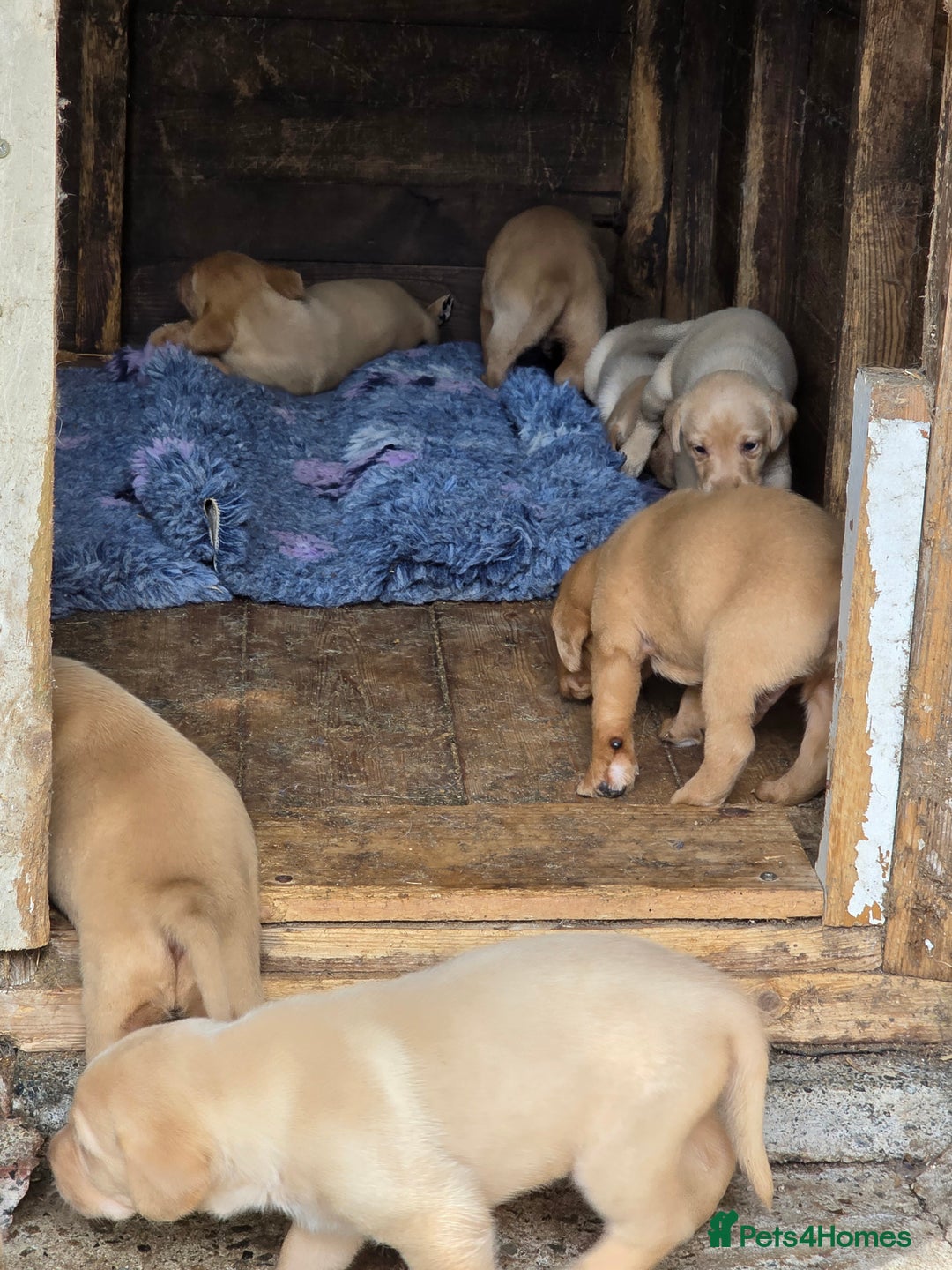 Labrador Retriever dogs for sale: Kc reg  yellow lab puppies 🐶  - Image 5