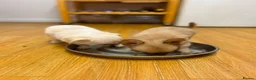 Chihuahua dogs for sale: Stunning Chihuahua Puppies Ready Now🐾 - Advert 6