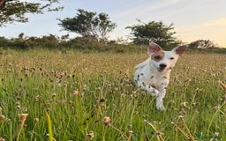 Jack Russell dogs for stud: Beautiful Jack Russell for Stud  - Image 6