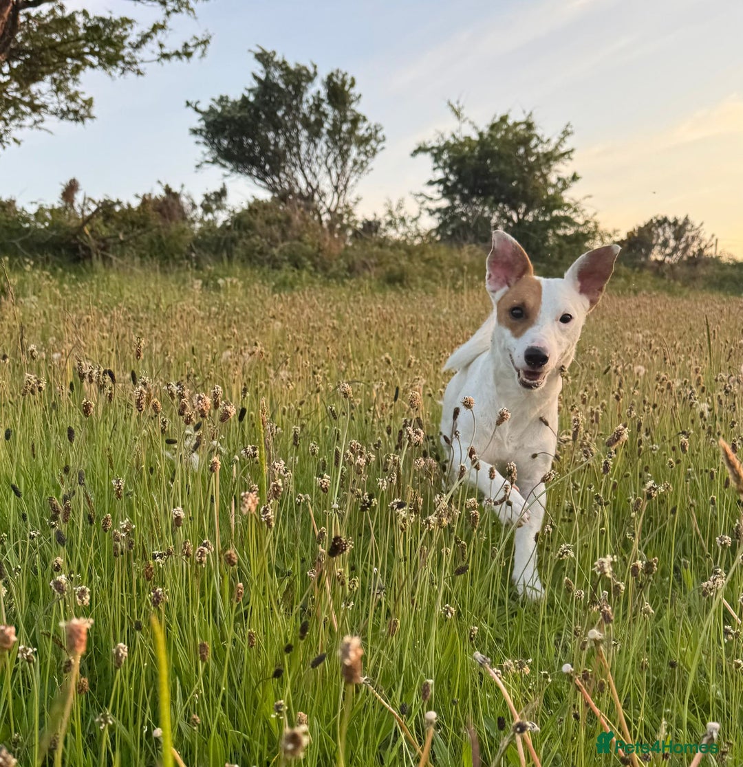 Jack Russell dogs for stud: Beautiful Jack Russell for Stud  - Image 6