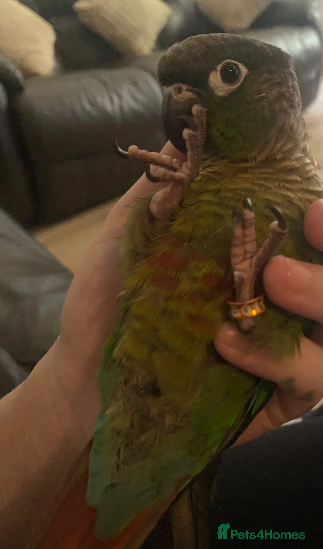 Conures birds for sale: Hand reared tame conure and kakarikis  - Advert 2