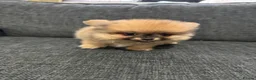 Pomchi dogs for sale: 3 beautiful pomchi puppy’s  in Crawley - Advert 4