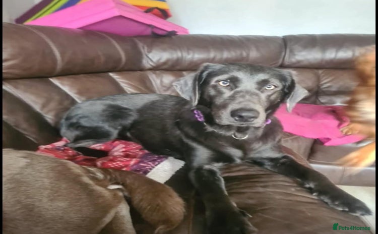 Labrador Retriever dogs - Advert 11