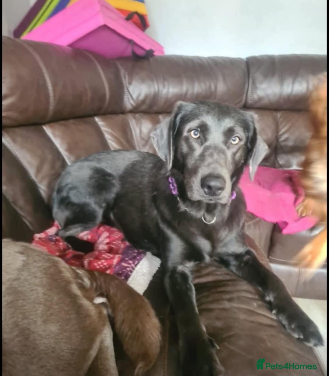 Labrador Retriever dogs for sale: Sky seeking new home  - Image 1