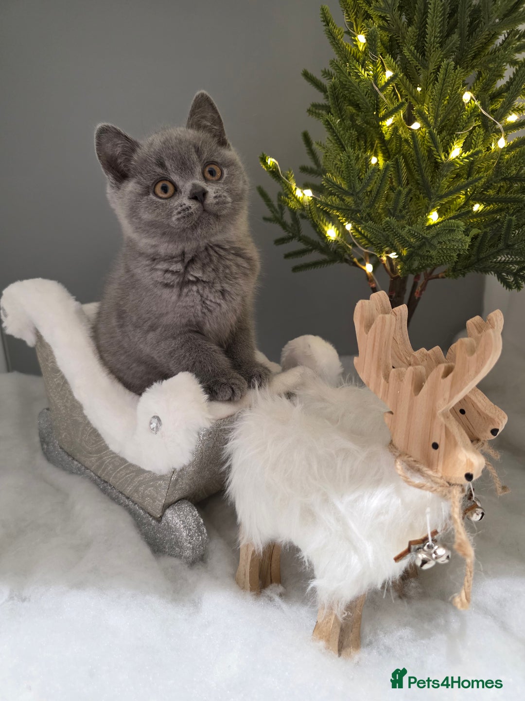 British Shorthair cats for sale: CHAMPION SIRED GCCF REG BLUE PEDIGREE BSH KITTEN  - Advert 5
