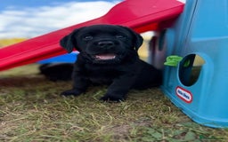 Labrador Retriever dogs for sale: Chunky black yellow lab pups - Image 1