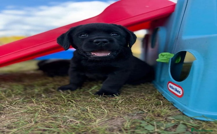 Labrador Retriever dogs - Advert 5