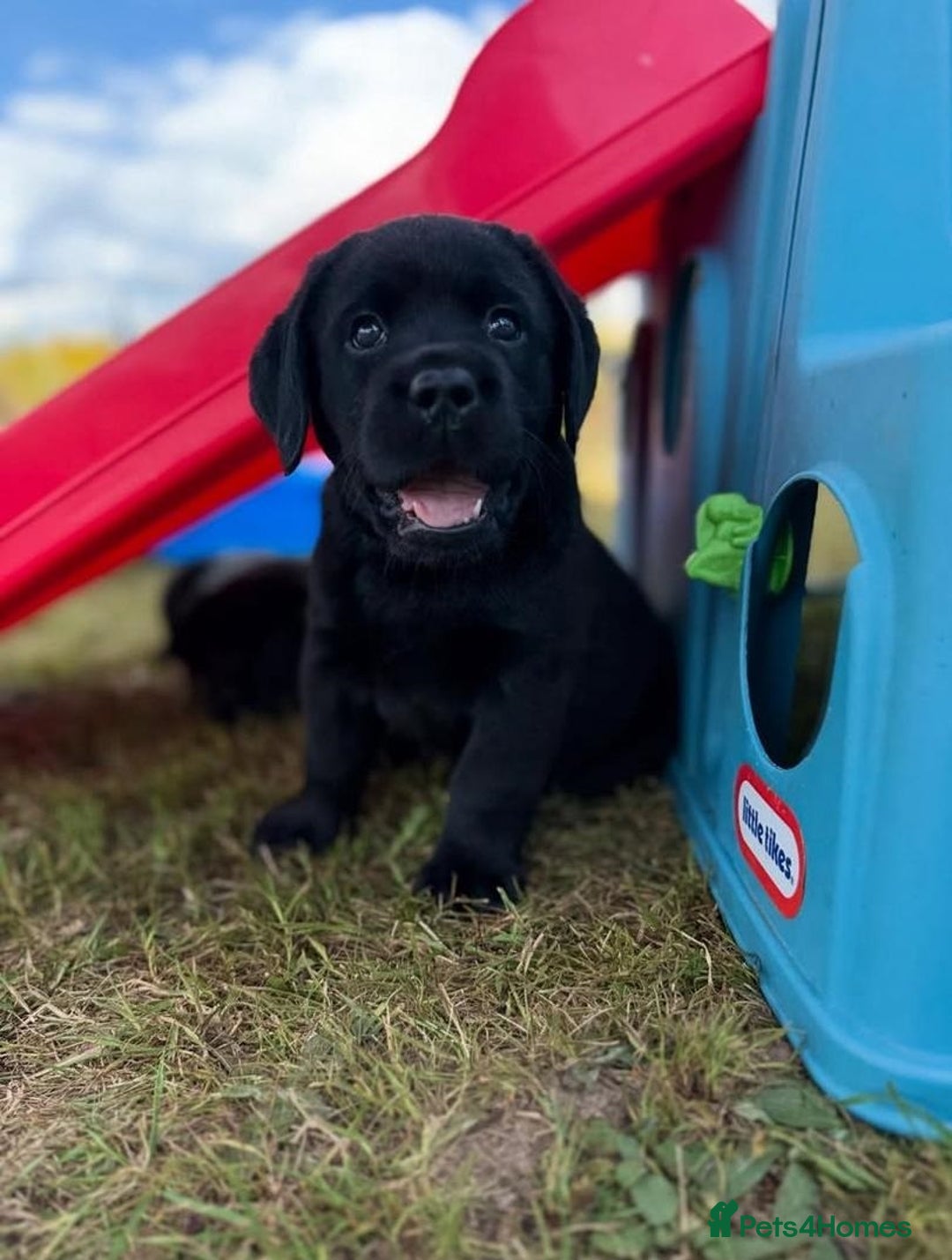 Labrador Retriever dogs for sale: Chunky black yellow lab pups - Image 1