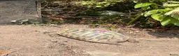 Hermann Tortoise reptiles for sale: Hermann Tortoise Babies  - Advert 7