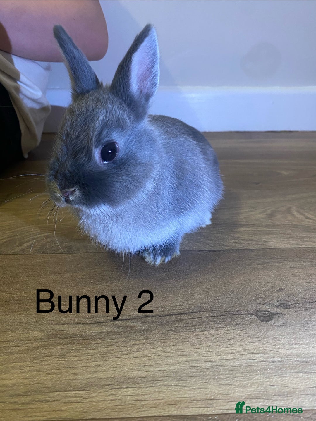Netherland Dwarf rabbits for sale: 🐰✨Baby rabbits ready for home✨🐰 - Advert 6