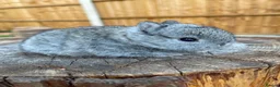 Netherland Dwarf rabbits for sale: Exceptional Netherland Dwarf Babies Available  - Advert 11