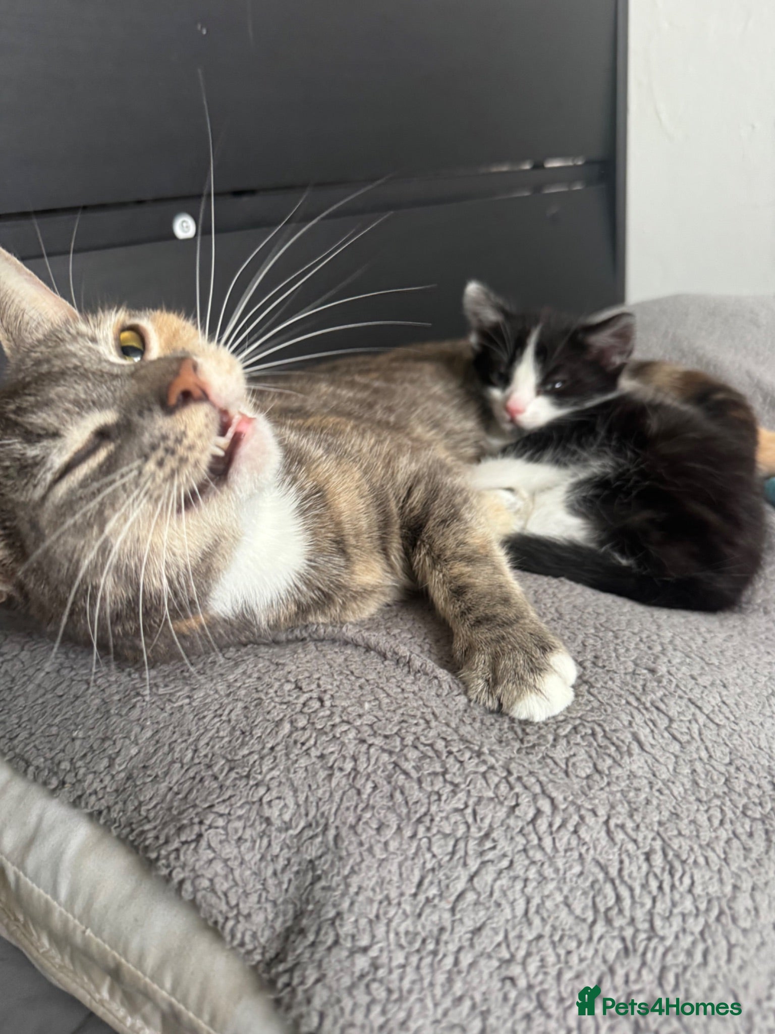Mixed Breed cats Black and white and grey and white kitten  - Advert 2