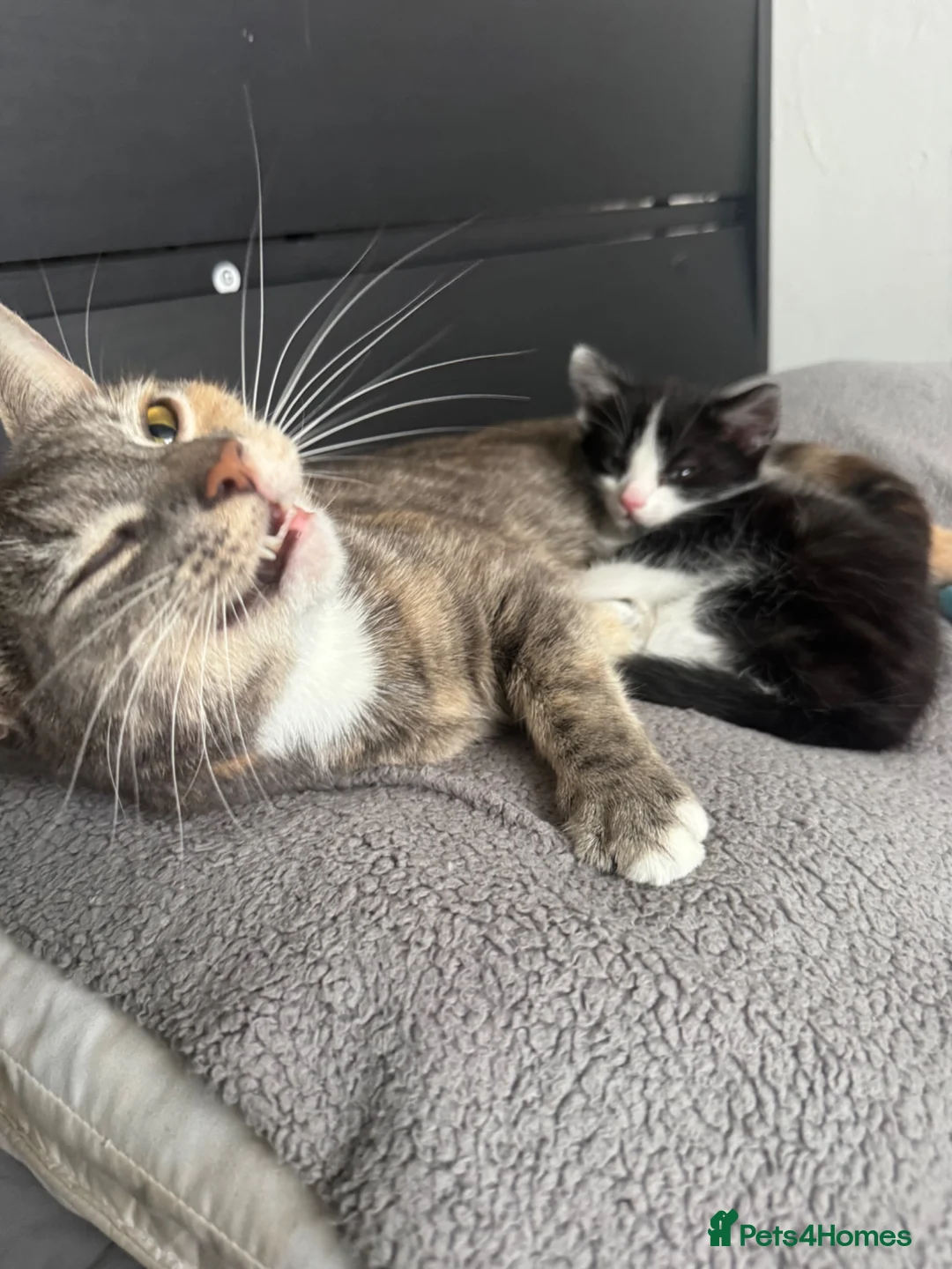 Mixed Breed cats for sale: Black and white and grey and white kitten  - Advert 1