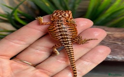 Bearded Dragon reptiles for sale: Insane Red Monster Bearded Dragon - Image 7