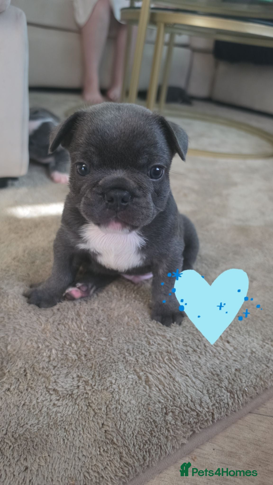 French Bulldog dogs **REDUCED** FRENCH BULLDOG PUPS  - Advert 18