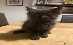 Mixed Breed cats for sale: Kittens, Cross Ragdoll - Image 4
