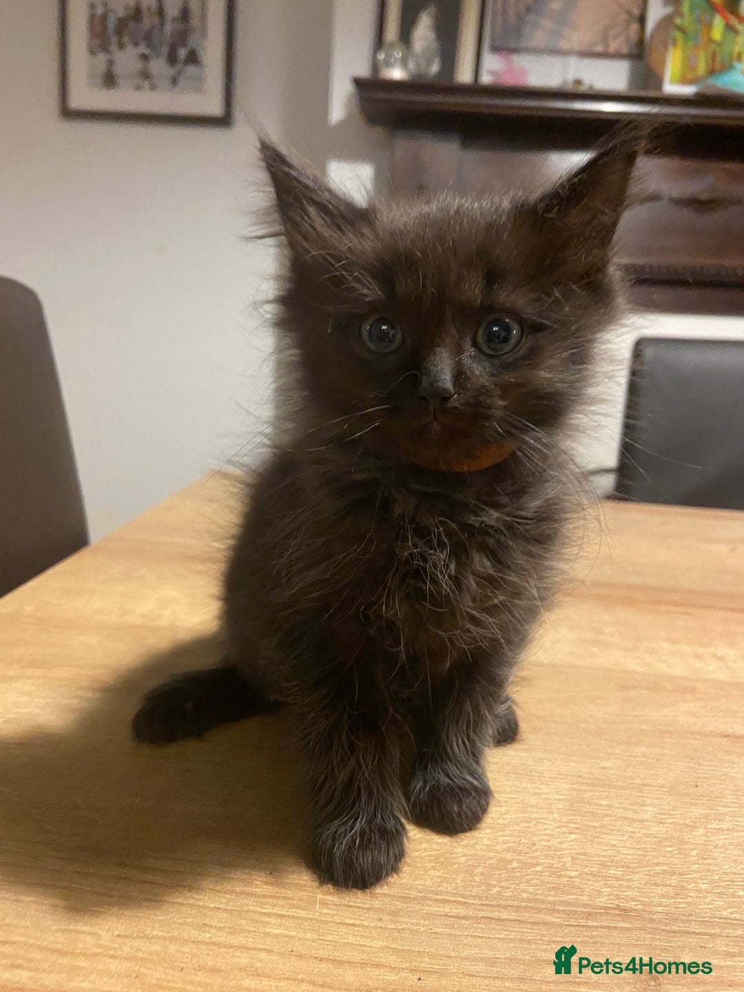 Mixed Breed cats for sale: Kittens, Cross Ragdoll - Image 4