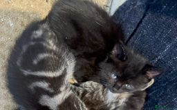 Ragdoll cats for sale: Two Grogeous Ragdoll cross boys - Image 5
