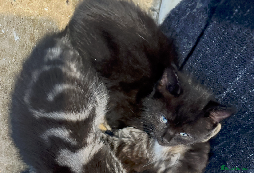 Ragdoll cats for sale: Two Grogeous Ragdoll cross boys - Image 5
