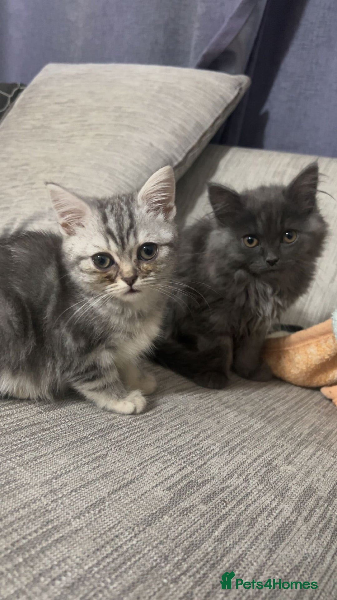 British Shorthair cats for sale: British shorthair - Advert 1