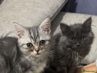 British Shorthair cats British shorthair - Advert 1