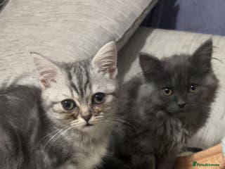 British Shorthair cats British shorthair - Advert 6