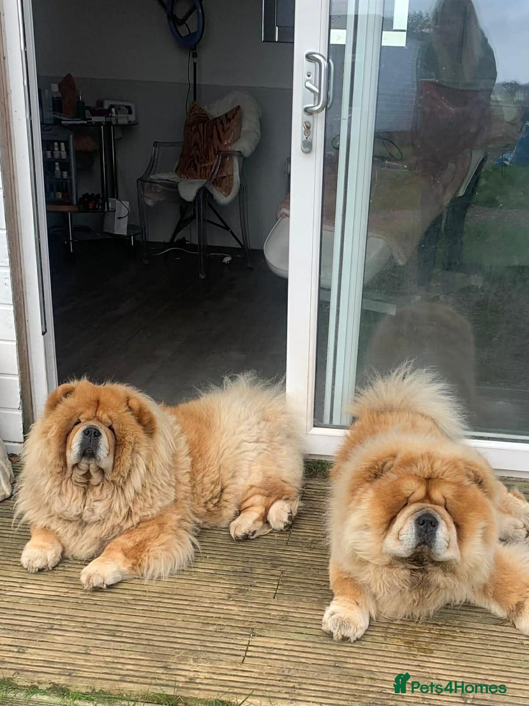 Chow Chow dogs for sale: 2 stunning chow chow girls  - Advert 7