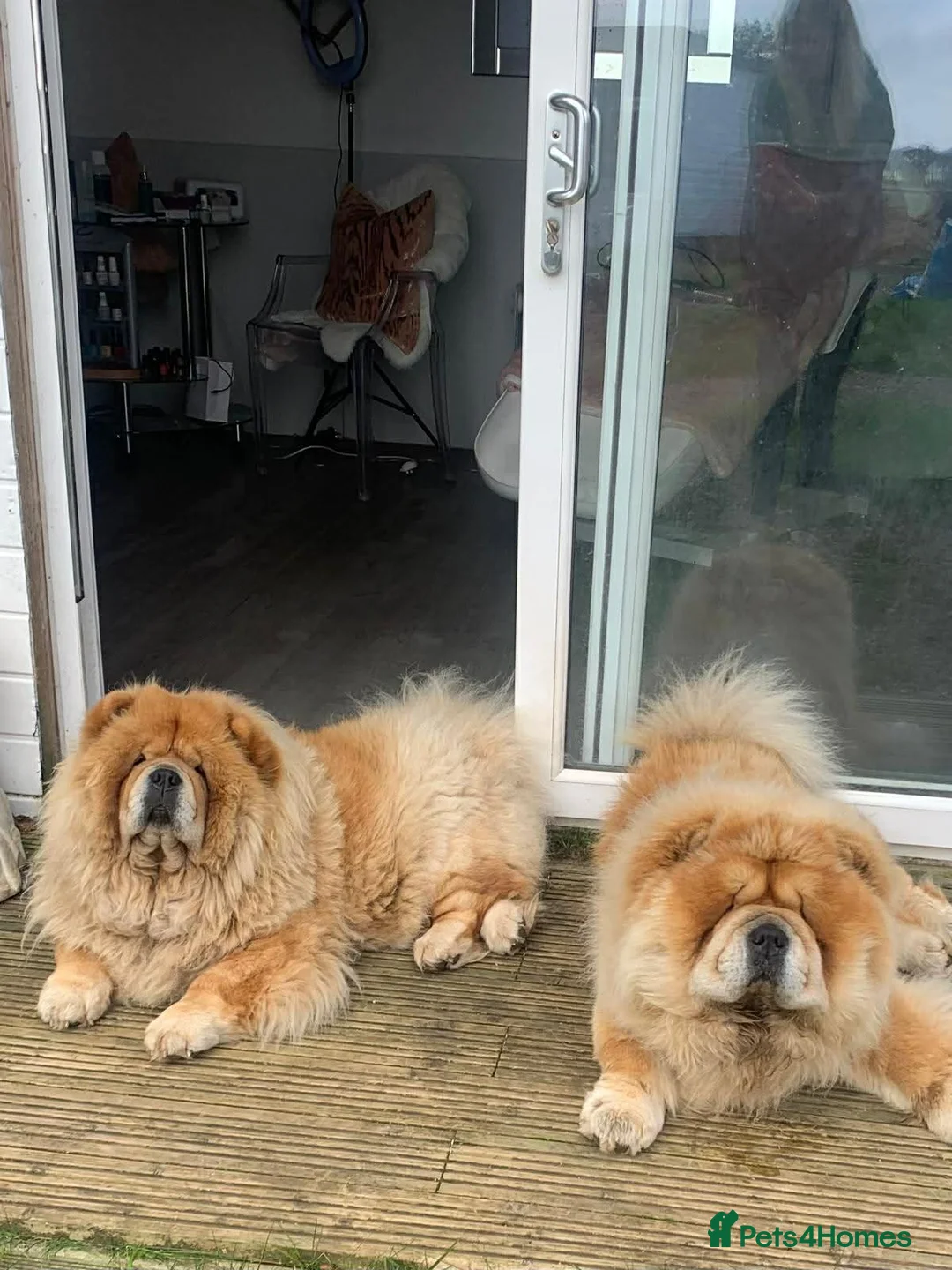 Chow Chow dogs for sale: 1 female left chow chow  - Advert 8
