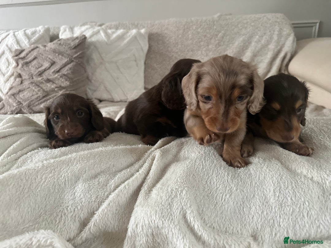 Miniature Dachshund dogs for sale: Exceptional quality long haired mini dachshunds - Image 22