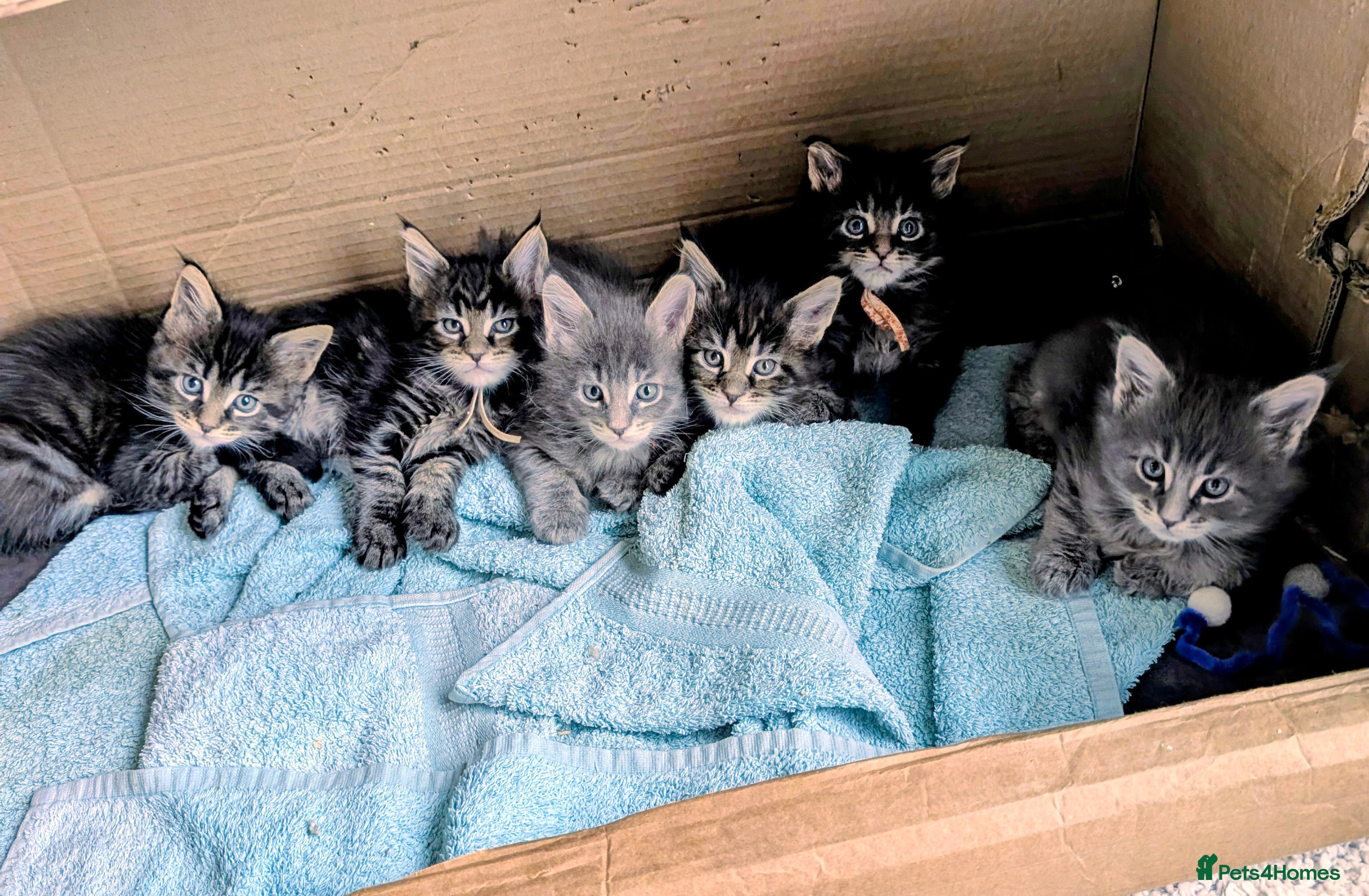 Maine Coon cats Chunky Maine Coons  - Advert 8