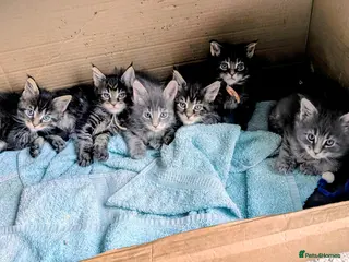 Maine Coon cats Chunky Maine Coons - Advert 8