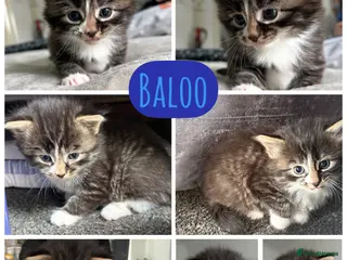 Mixed Breed cats Gorgeous longhaired tabby ginger kitten male - Advert 14