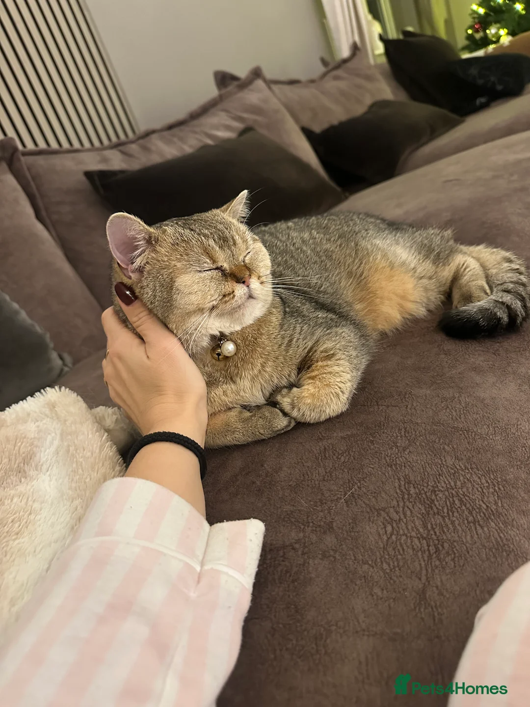 Scottish Fold cats for sale: Coco & Pumpkin  - Advert 11