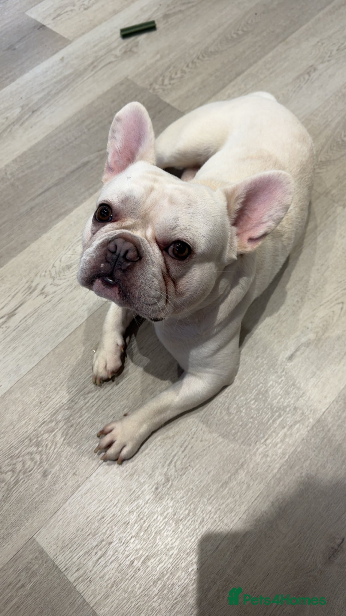 French Bulldog dogs 3 year old French bulldog needs a forever home  - Advert 14