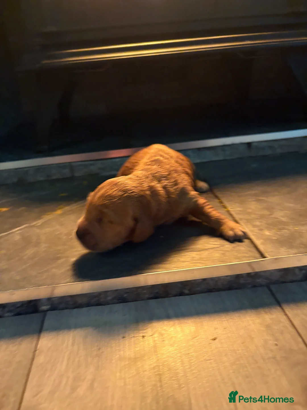 Mini Goldendoodle dogs for sale: Are Gorgeous golden doodle puppies 🐶 - Advert 20