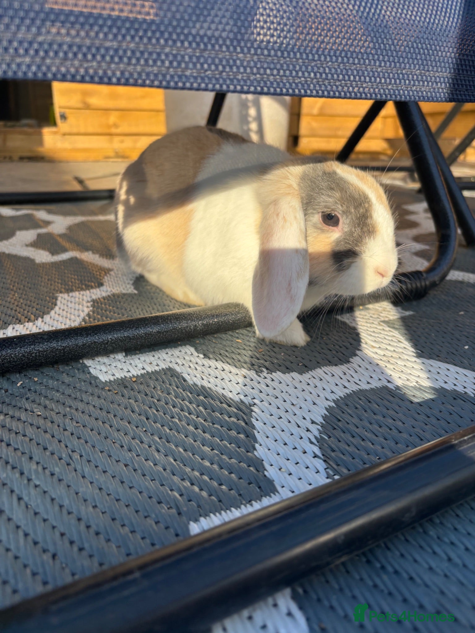 Mini Lop rabbits 2 bunnys, 1 castrated male, 1 female.  - Advert 17