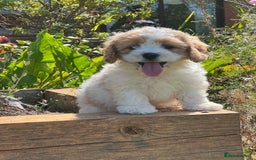Cavachon dogs for sale: 5 stunning cavachons now available for new 🏡 - Image 4
