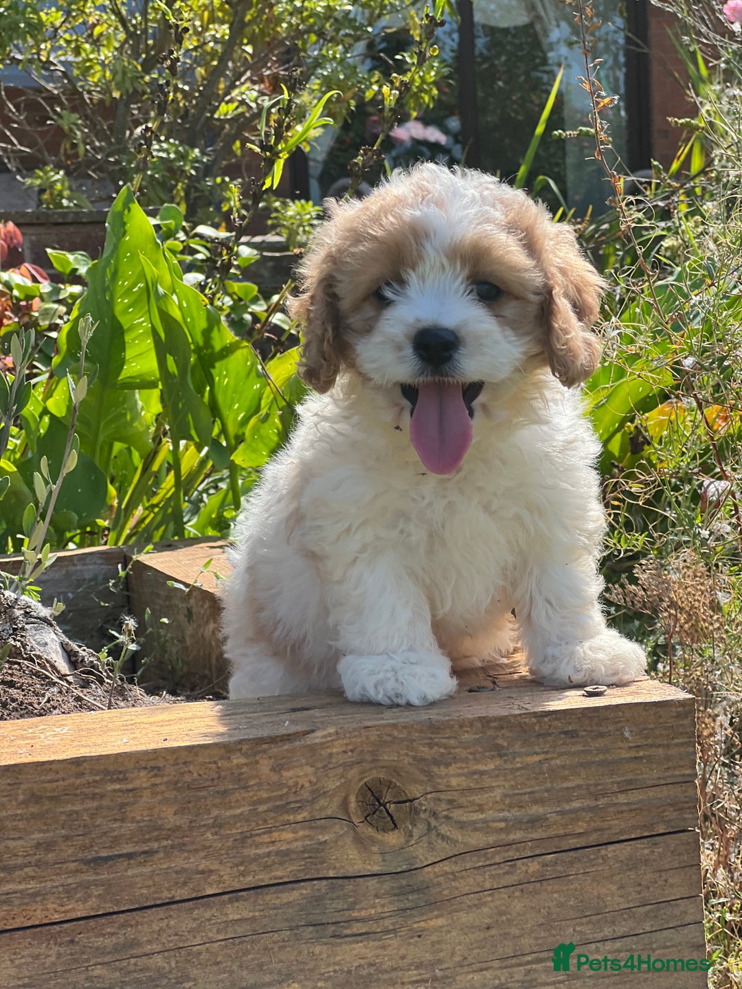 Cavachon dogs for sale: 5 stunning cavachons now available for new 🏡 - Image 4