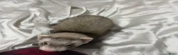 Ferret rodents for sale: Male ferret kit - Advert 4