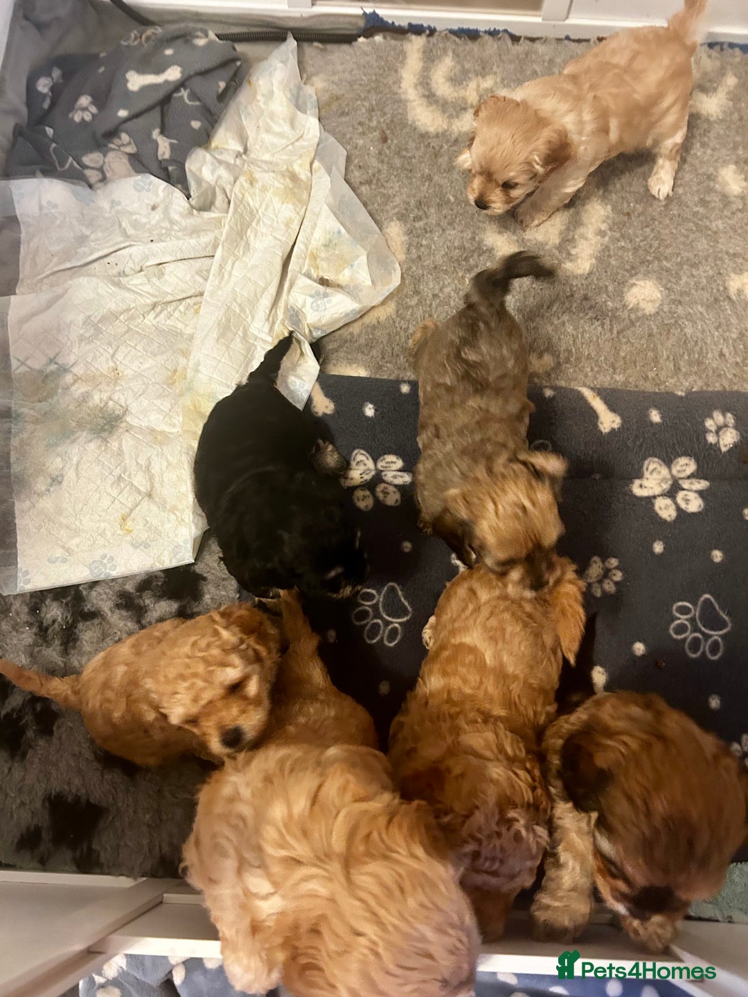 Cavapoochon dogs for sale: Cavapoochons 5 girls 2 boys - Advert 11