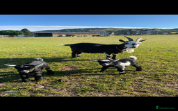 Goats livestock for sale: Pygmy goat wether kids - Image 5