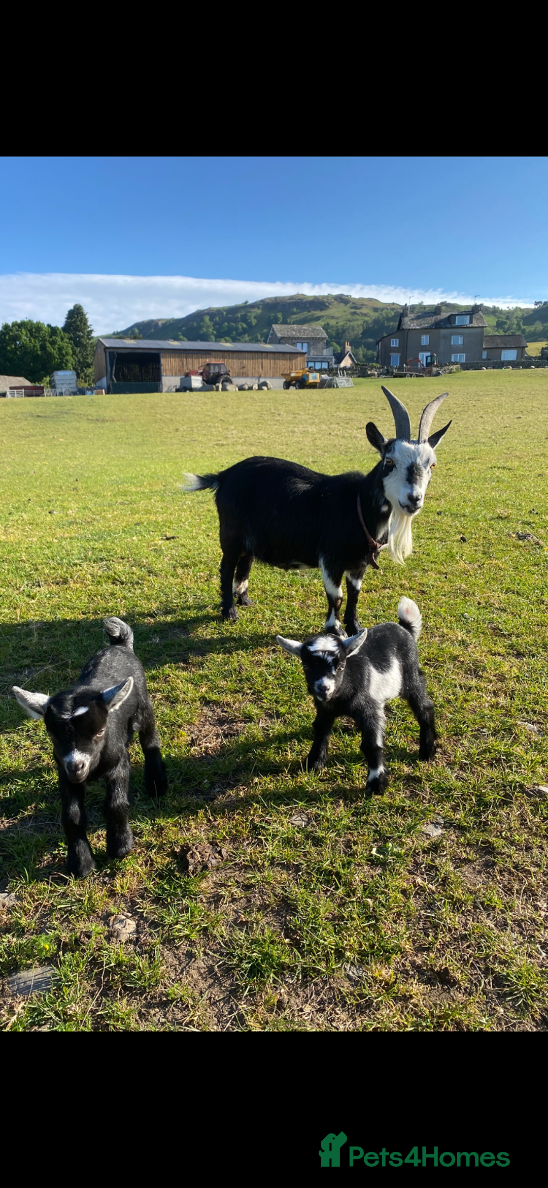 Goats livestock for sale: Pygmy goat wether kids - Image 5