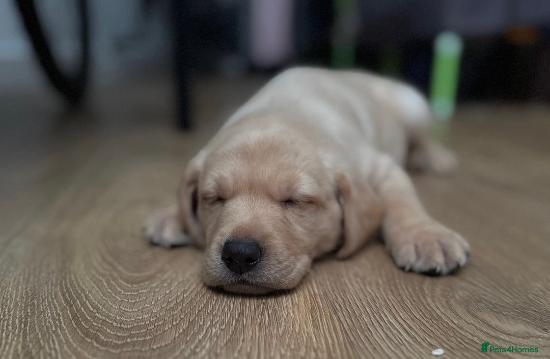 Labrador Retriever dogs for sale: Labrador puppies 8 weeks old  - Image 3