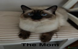 Ragdoll cats for sale: 7 ragdoll cats & kittens  - Image 10