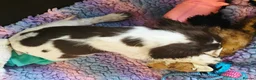 English Springer Spaniel dogs for sale: Outstanding Home Reared KC 5 ⭐️ Vetted Ready now  - Advert 21