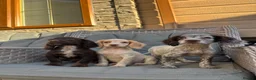 Cocker Spaniel dogs for sale: 3 cocker spaniels (council licensed breeders) - Advert 4