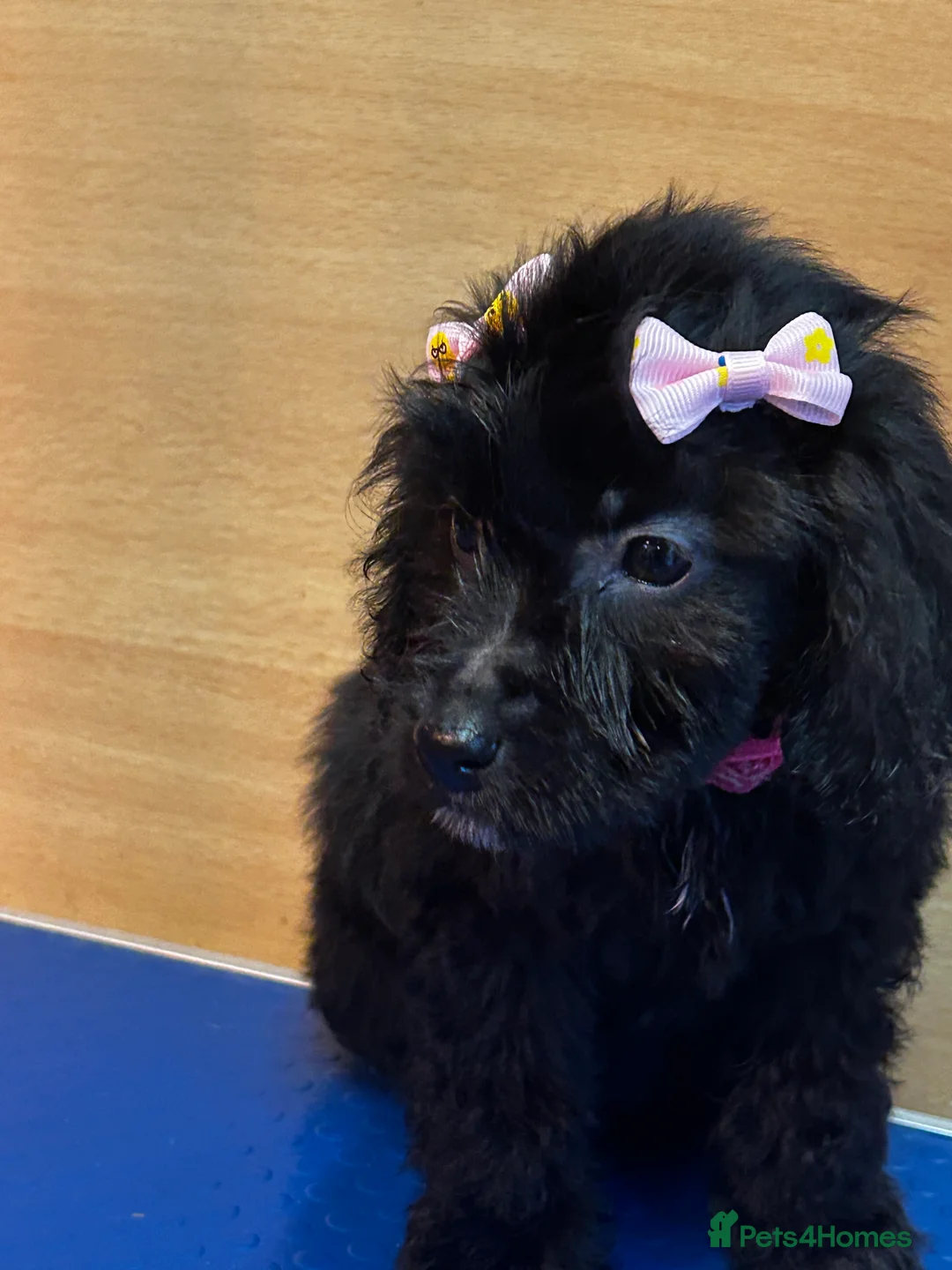 Cockapoo dogs for sale:  Northampton Cockapoos. Adorable F1 puppies - Advert 34